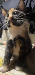 Lost Female Cat last seen Fst , Stockton, CA 95205