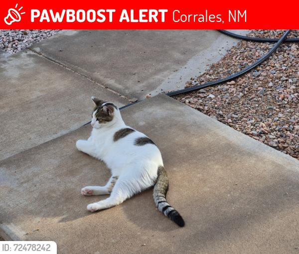 Lost Female Cat last seen Ashley & Loma Larga, Quirks Ln, Camino Campo, Corrales, NM 87114