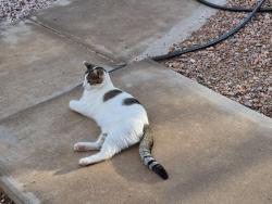 Lost Female Cat last seen Ashley & Loma Larga, Quirks Ln, Camino Campo, Corrales, NM 87114