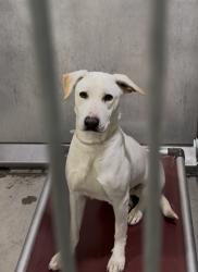 Lost Female Dog last seen Near , Adelanto, CA 92301