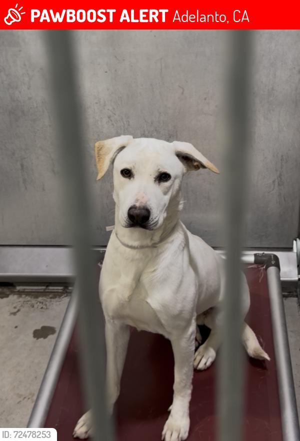 Lost Female Dog last seen Near , Adelanto, CA 92301