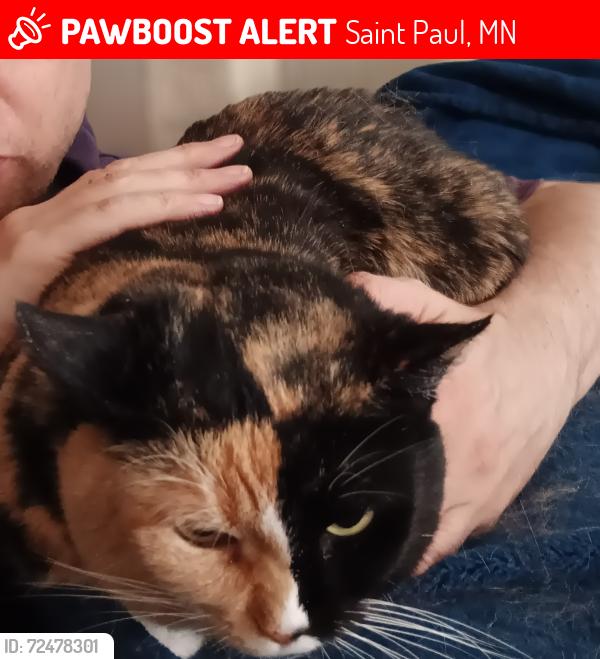 Lost Female Cat last seen Jessamine Avenue east of Snelling and east of Hmong Academy St. Paul Minnesota, Saint Paul, MN 55117