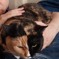 Lost Female Cat last seen Jessamine Avenue east of Snelling and east of Hmong Academy St. Paul Minnesota, Saint Paul, MN 55117