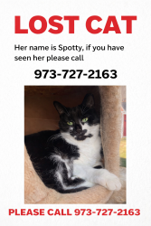 Lost Female Cat last seen St. John’s Forrest blvd, Saint Johns, FL 32259