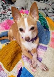 Lost Female Dog last seen New Bedford and Denning , Las Vegas, NV 89122
