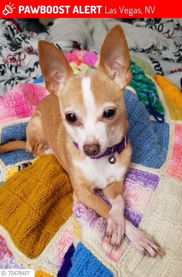 Lost Female Dog last seen New Bedford and Denning , Las Vegas, NV 89122