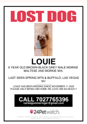 Lost Male Dog last seen Spring mtn and buffalo, Spring Valley, NV 89147