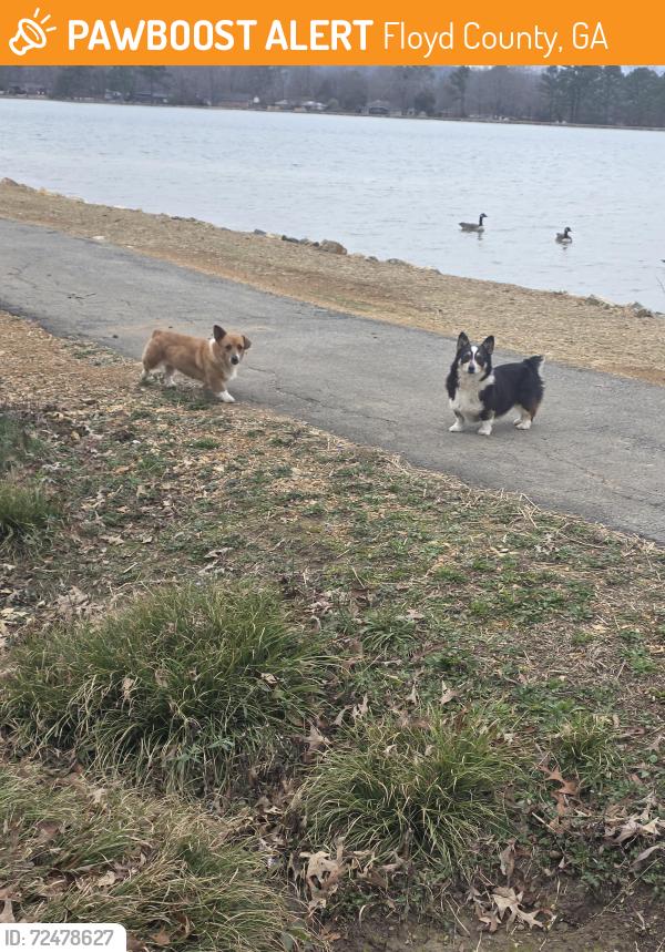 Found/Stray Unknown Dog last seen Conasauga , Floyd County, GA 30165