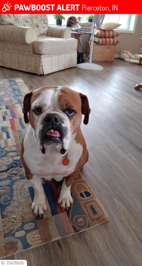 Lost Female Dog last seen Kyle Road, E 200 N, and Highway 13 , Pierceton, IN 46562