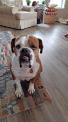 Lost Female Dog last seen Kyle Road, E 200 N, and Highway 13 , Pierceton, IN 46562