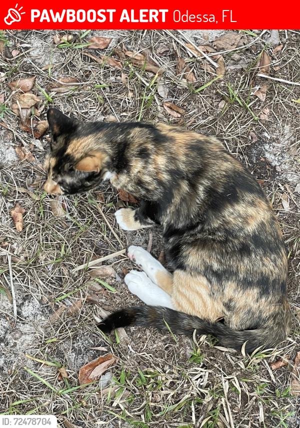 Lost Female Cat last seen Lutz lake fern road , Odessa, FL 33556