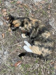 Lost Female Cat last seen Lutz lake fern road , Odessa, FL 33556