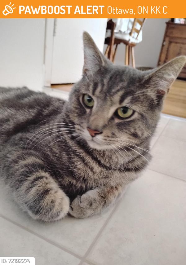 Found/Stray Male Cat last seen Mutual st and st. Laurent blvd, Ottawa, ON K1K 1C3