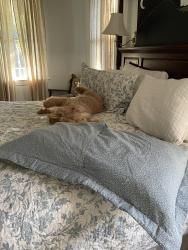 Lost Male Dog last seen Old Canton near St Andrews Lower School , Jackson, MS 39216