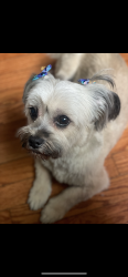 Lost Female Dog last seen Division , Chicago, IL 60651