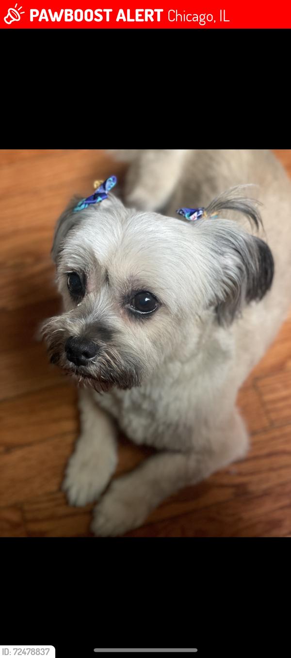 Lost Female Dog last seen Division , Chicago, IL 60651