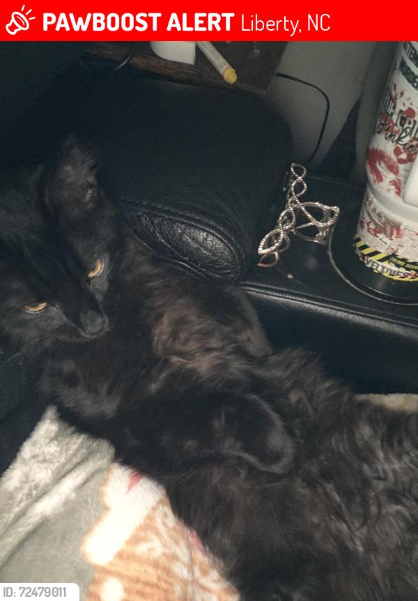 Lost Male Cat last seen Near Alamance/Randolph co line, Liberty, NC 27298