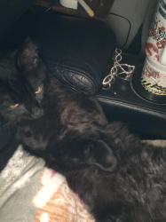 Lost Male Cat last seen Near Alamance/Randolph co line, Liberty, NC 27298