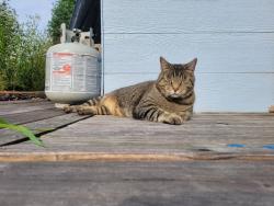Lost Male Cat last seen Plank Rd, Calcium, NY 13616