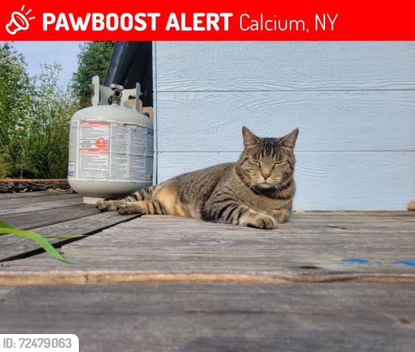 Lost Male Cat last seen Plank Rd, Calcium, NY 13616