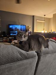 Lost Female Cat last seen Secretariat Dr. & Foxford Run, Schertz, TX 78108