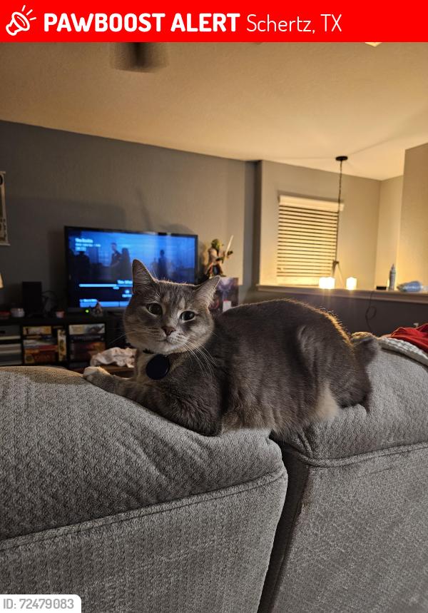 Lost Female Cat last seen Secretariat Dr. & Foxford Run, Schertz, TX 78108