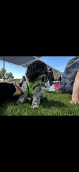Lost Female Dog last seen Seminary, Oakland, CA 94621