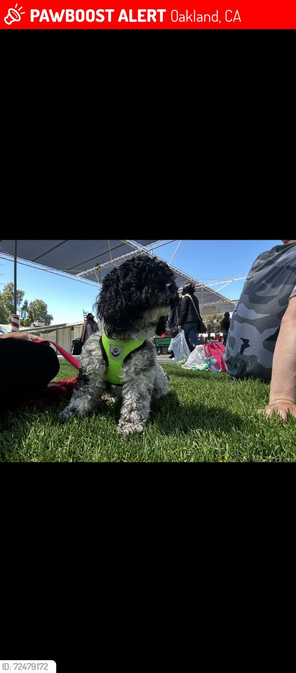 Lost Female Dog last seen Seminary, Oakland, CA 94621
