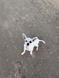 Lost Female Dog last seen Near Sundale School, Tulare County, CA 93274