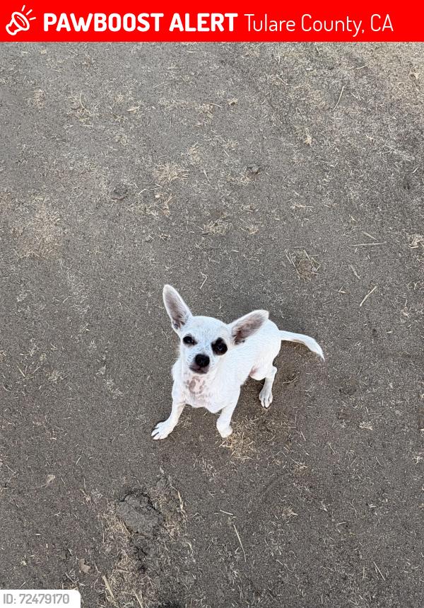 Lost Female Dog last seen Near Sundale School, Tulare County, CA 93274