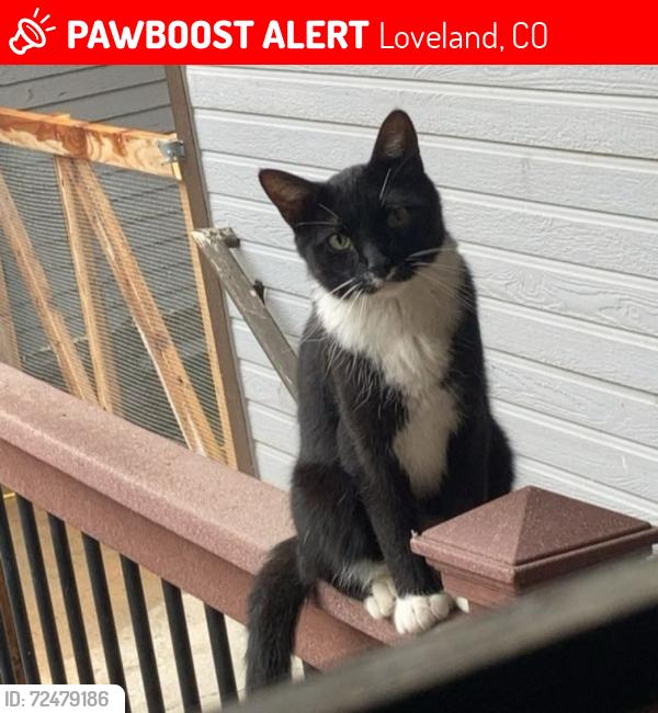 Lost Male Cat last seen 42nd St Sw and South Garfield Ave, Loveland, CO 80537