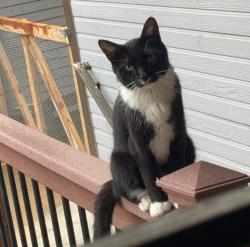 Lost Male Cat last seen 42nd St Sw and South Garfield Ave, Loveland, CO 80537