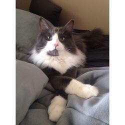 Lost Male Cat last seen Lorrey place , Mentor, OH 44060