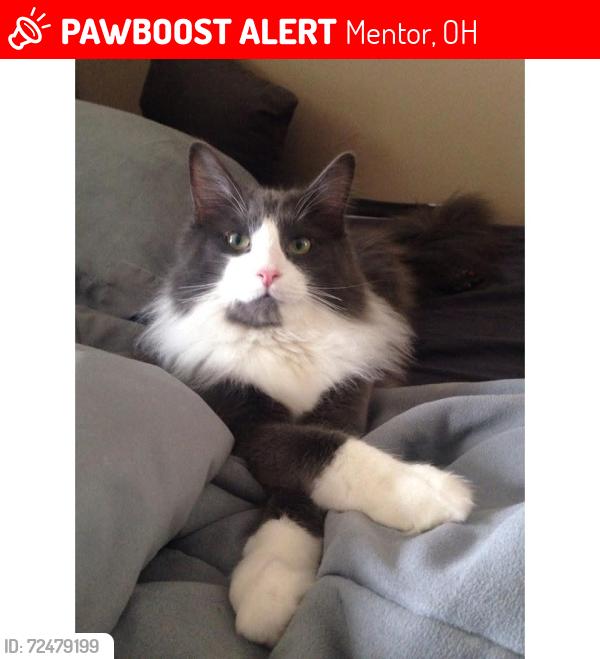 Lost Male Cat last seen Lorrey place , Mentor, OH 44060