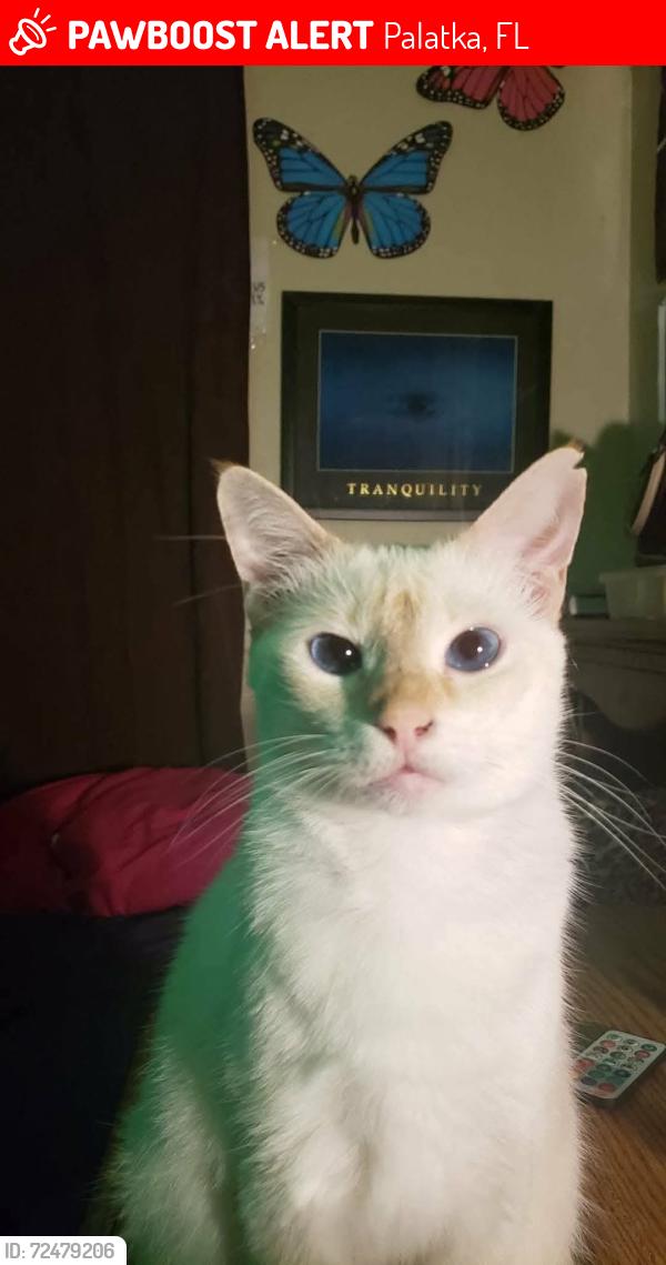 Lost Female Cat last seen Walmart at 1024 state road 19 and Moody , Palatka, FL 32177