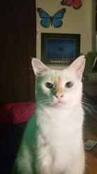 Lost Female Cat last seen Walmart at 1024 state road 19 and Moody , Palatka, FL 32177