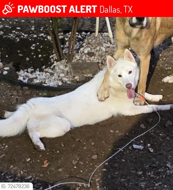 Lost Female Dog last seen Acapulco Dr., Boca Chica Dr., Caracas, Dallas, TX 75232