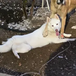 Lost Female Dog last seen Acapulco Dr., Boca Chica Dr., Caracas, Dallas, TX 75232