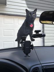 Lost Male Cat last seen Lawrenceville , Lawrenceville, GA 30044