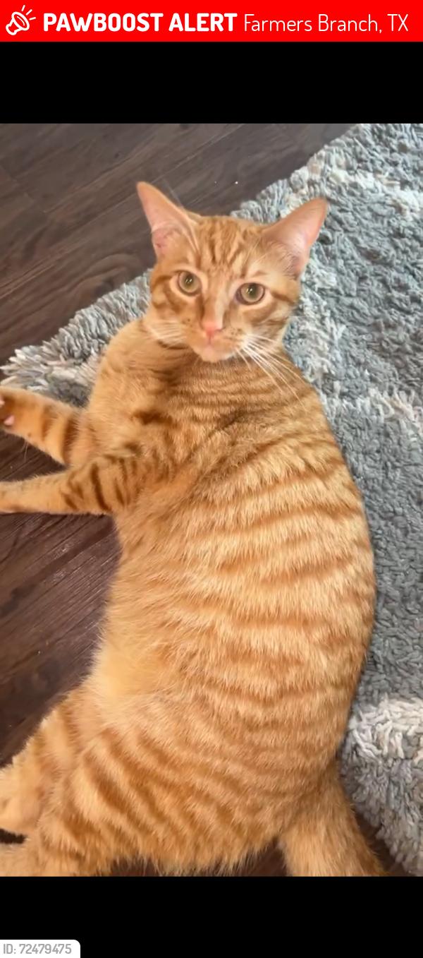 Lost Male Cat last seen Pyramid , Farmers Branch, TX 75234
