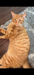 Lost Male Cat last seen Pyramid , Farmers Branch, TX 75234