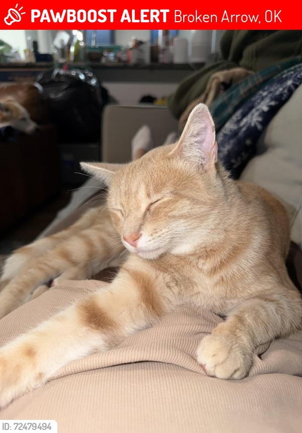 Lost Male Cat last seen 81st and 241st, Broken Arrow, OK 74014