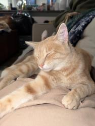 Lost Male Cat last seen 81st and 241st, Broken Arrow, OK 74014