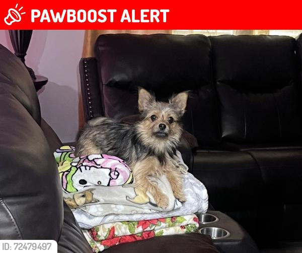 Lost Male Dog last seen Tourist St North Richland Hills, North Richland Hills, TX 76180