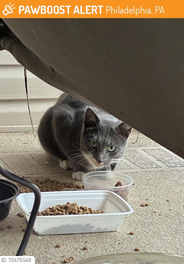 Found/Stray Unknown Cat last seen Verree rd and Hartel ave, Philadelphia, PA 19111