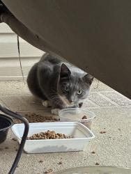 Found/Stray Unknown Cat last seen Verree rd and Hartel ave, Philadelphia, PA 19111