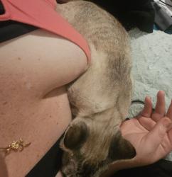 Lost Female Cat last seen 96th and Frontage Rd, Lakewood, WA 98499