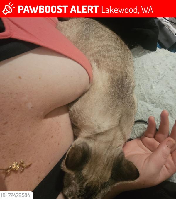 Lost Female Cat last seen 96th and Frontage Rd, Lakewood, WA 98499