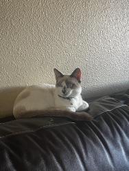 Lost Male Cat last seen South 46th street and E Nancy LN , Phoenix, AZ 85042
