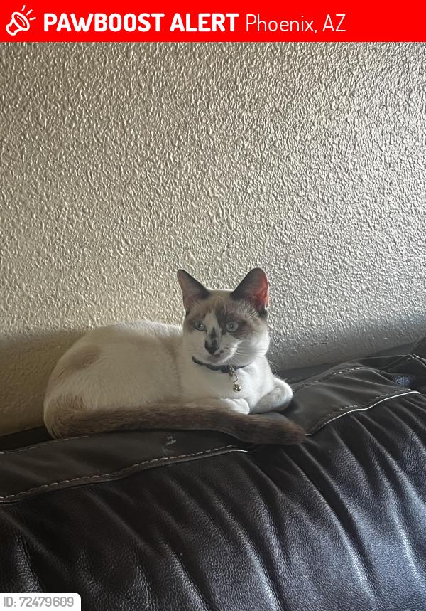 Lost Male Cat last seen South 46th street and E Nancy LN , Phoenix, AZ 85042